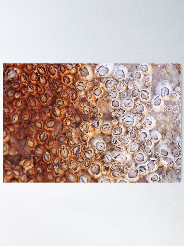 Alternate view of Barnacles Covered in Rust - 2018 Poster