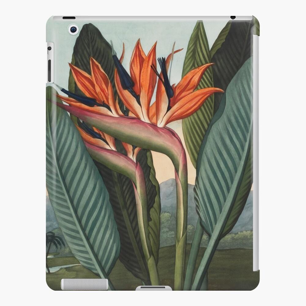 Botanical illustration: Bird of Paradise (Strelitzia) – State Library Victoria iPad Case & Skin