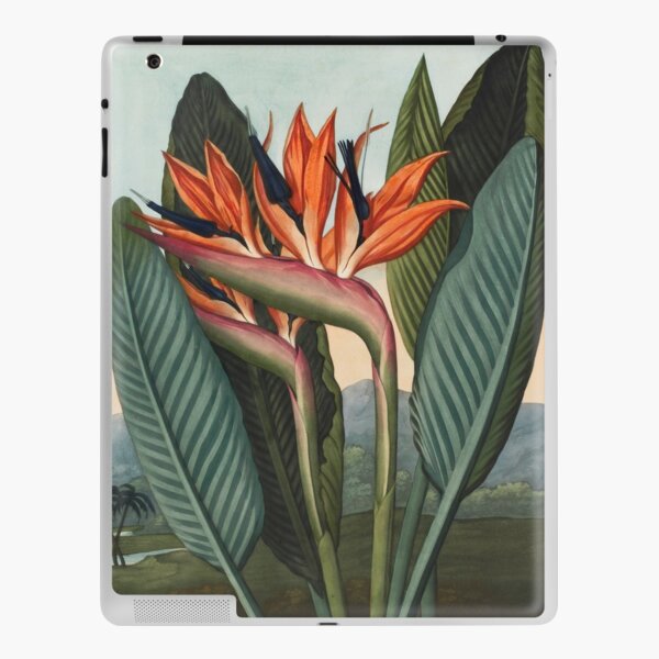 Botanical illustration: Bird of Paradise (Strelitzia) – State Library Victoria iPad Skin