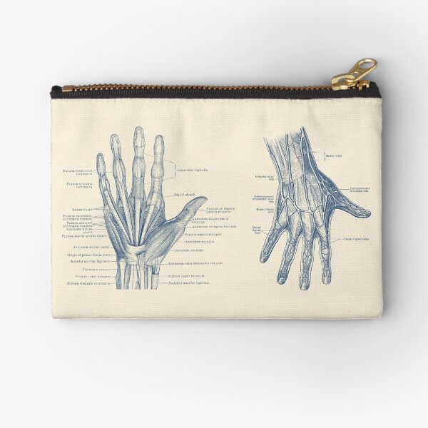 Item preview, Human Hand Anatomy - Dual View - Vintage Diagram designed and sold by VAposters.