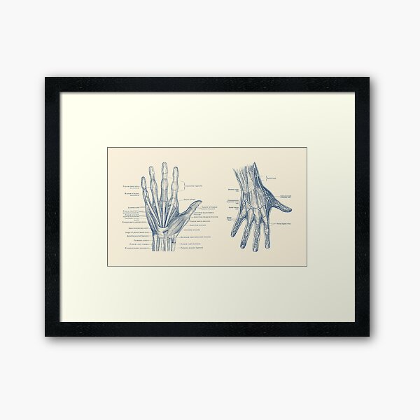 Item preview, Human Hand Anatomy - Dual View - Vintage Diagram designed and sold by VAposters.