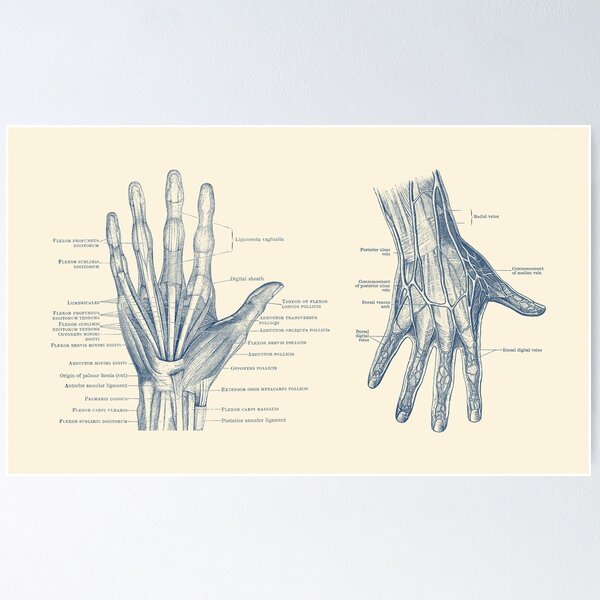 Item preview, Human Hand Anatomy - Dual View - Vintage Diagram designed and sold by VAposters.