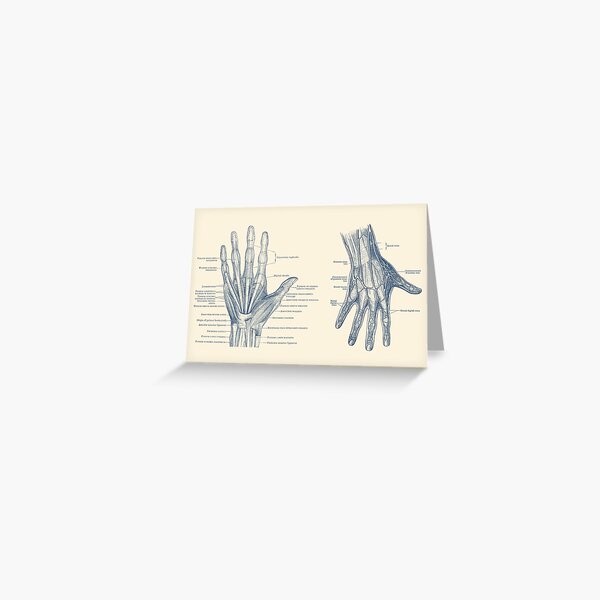 Item preview, Human Hand Anatomy - Dual View - Vintage Diagram designed and sold by VAposters.
