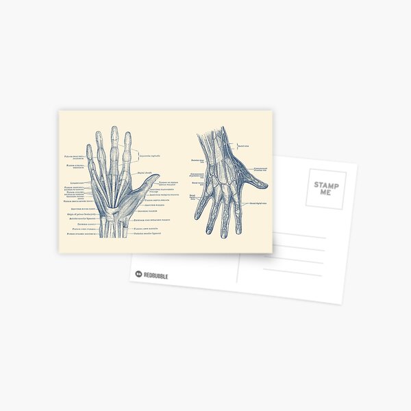 Item preview, Human Hand Anatomy - Dual View - Vintage Diagram designed and sold by VAposters.