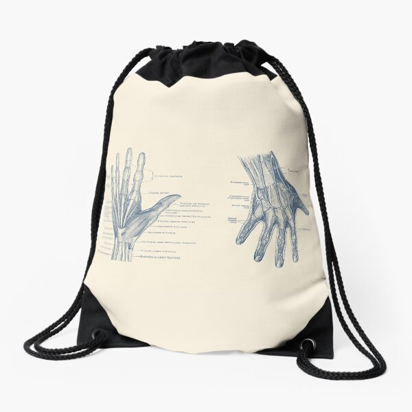 Item preview, Human Hand Anatomy - Dual View - Vintage Diagram designed and sold by VAposters.