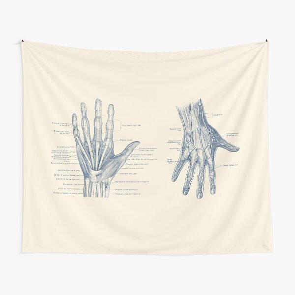Item preview, Human Hand Anatomy - Dual View - Vintage Diagram designed and sold by VAposters.