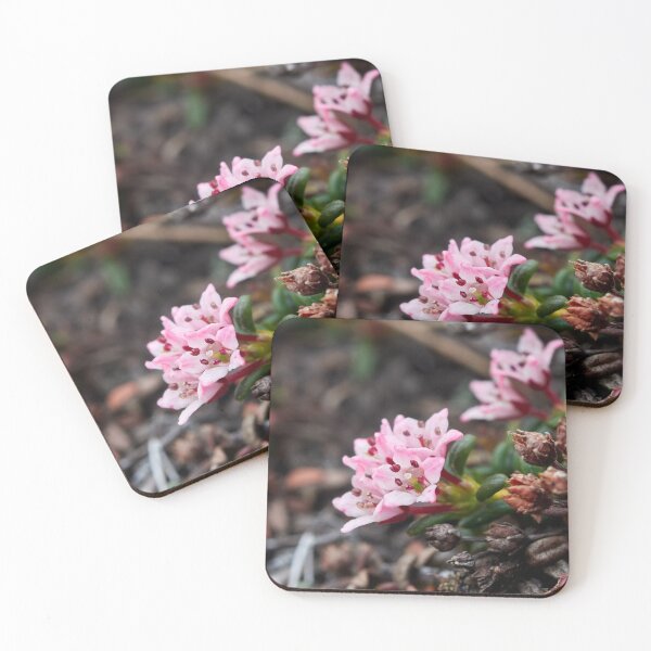 Item preview, You have to start low. Creeping Azalea. Kiilopaa designed and sold by Jouko Lehto Photography.