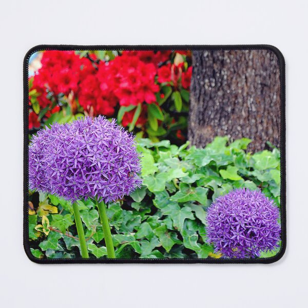 Item preview, Allium Hollandicum Purple Summer Flowers designed and sold by AndyEvansPhotos.
