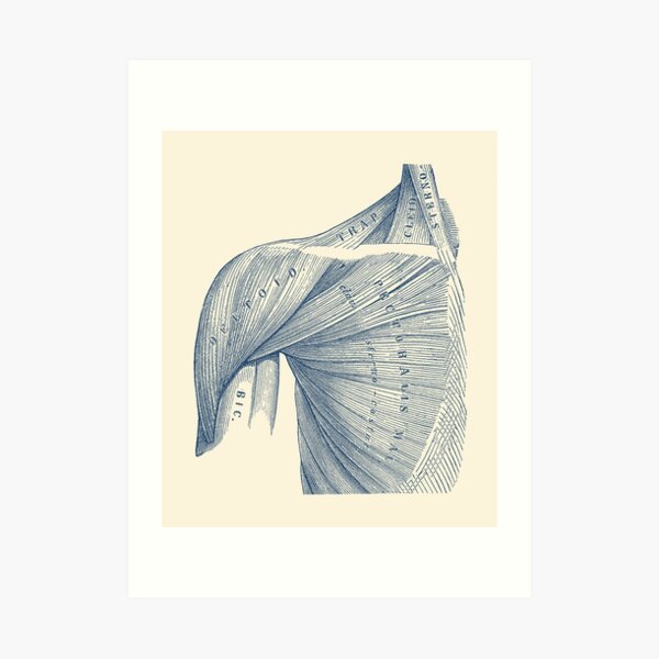 Chest and Shoulder Muscular System Art Print