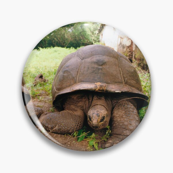 Artikelvorschau, Riesenschildkröten, Sansibar, Afrika entworfen und verkauft von JonDelorme.