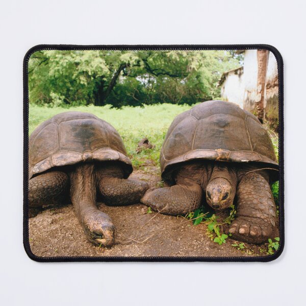 Item preview, Giant Tortoises, Zanzibar, Africa designed and sold by JonDelorme.