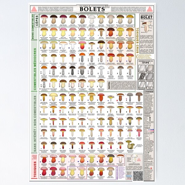 Item preview, Chart of all European boletes species (In french) designed and sold by Bolets-Europe.
