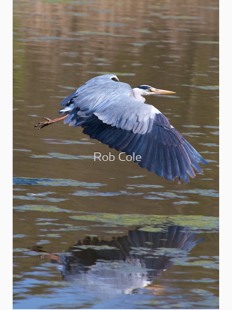 A Grey Heron (Ardea cinerea) in flight. by robcole