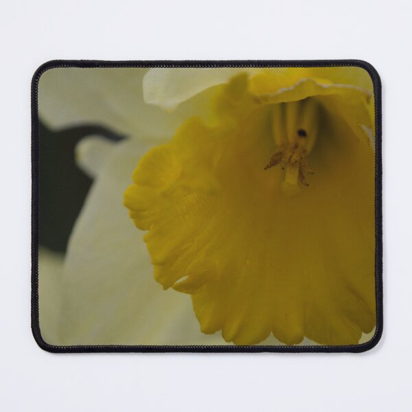 Item preview, Daffodil designed and sold by Calidris Fotografie Steffi & Ben Köppler.