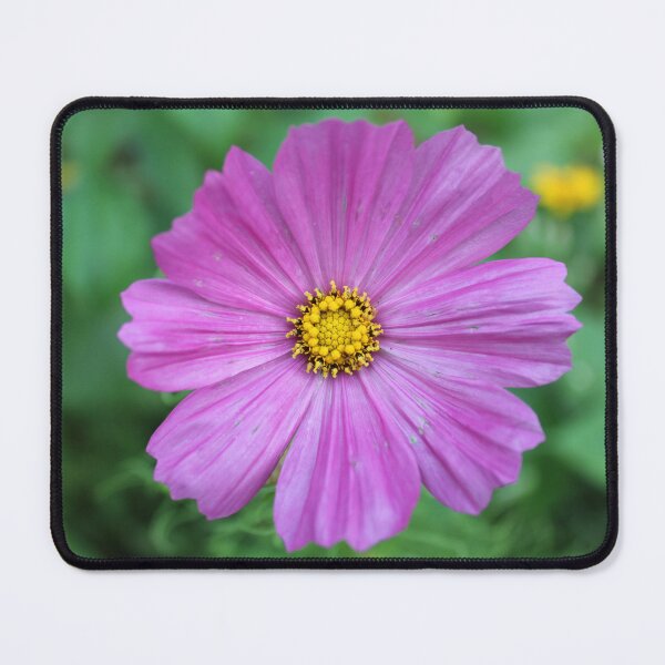 Item preview, Cosmos bipinnatus (Garden Cosmos) designed and sold by McFleur's Lens.