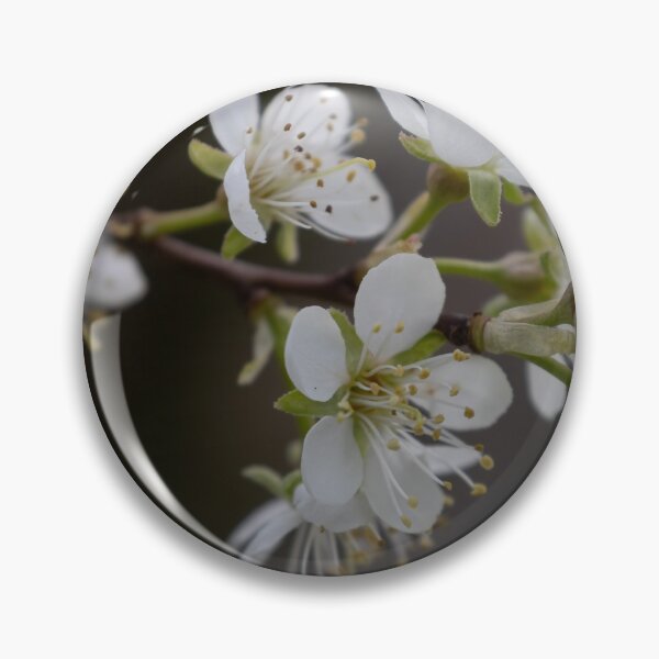 Item preview, Apricot blossom designed and sold by Calidris Fotografie Steffi & Ben Köppler.