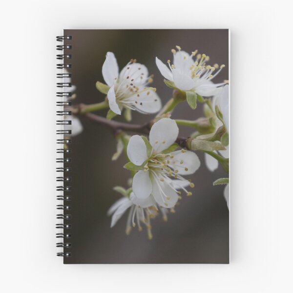 Item preview, Apricot blossom designed and sold by Calidris Fotografie Steffi & Ben Köppler.