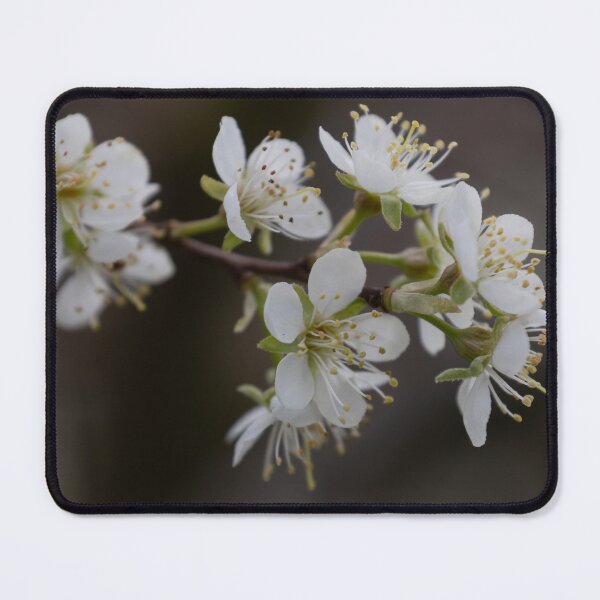 Item preview, Apricot blossom designed and sold by Calidris Fotografie Steffi & Ben Köppler.
