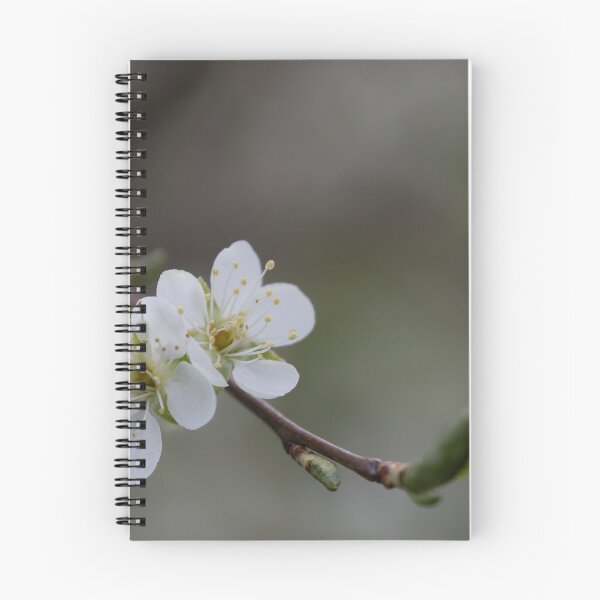 Item preview, Apricot blossom designed and sold by Calidris Fotografie Steffi & Ben Köppler.