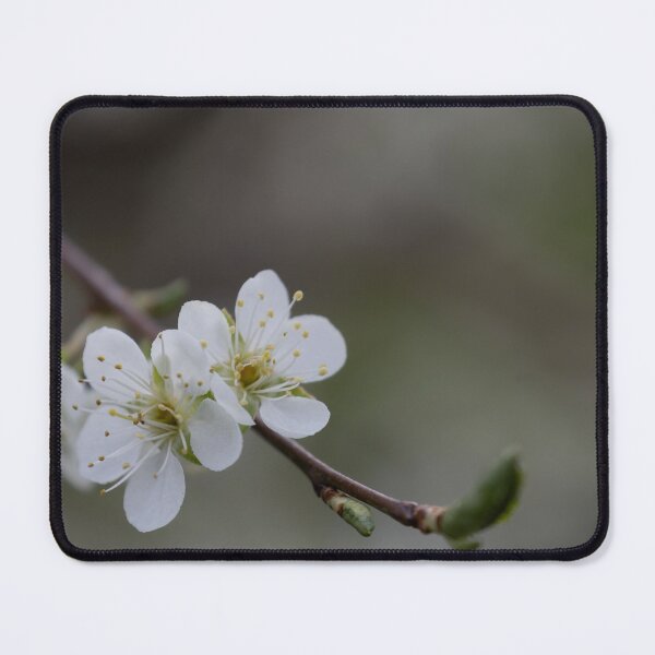 Item preview, Apricot blossom designed and sold by Calidris Fotografie Steffi & Ben Köppler.