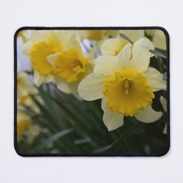 Item preview, Daffodils designed and sold by Calidris Fotografie Steffi & Ben Köppler.