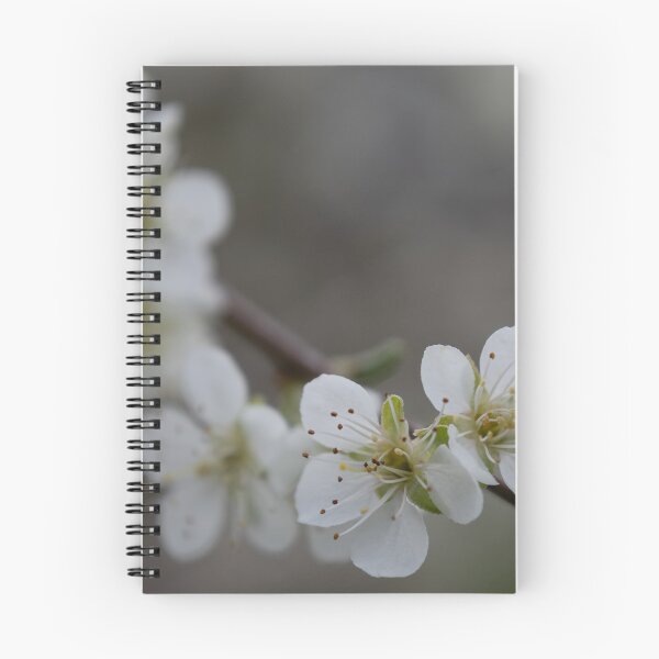 Item preview, Apricot blossom designed and sold by Calidris Fotografie Steffi & Ben Köppler.