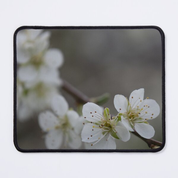 Item preview, Apricot blossom designed and sold by Calidris Fotografie Steffi & Ben Köppler.