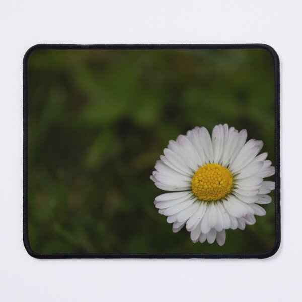 Item preview, common daisy designed and sold by Calidris Fotografie Steffi & Ben Köppler.