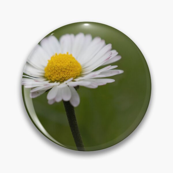 Item preview, Daisy designed and sold by Calidris Fotografie Steffi & Ben Köppler.