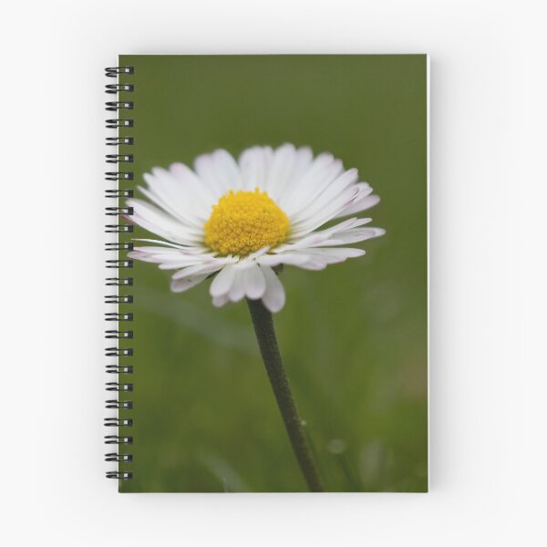 Item preview, Daisy designed and sold by Calidris Fotografie Steffi & Ben Köppler.