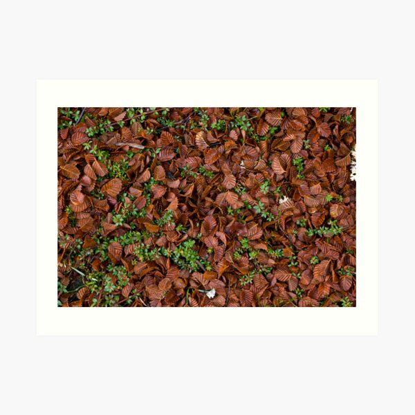 Natures Carpet Art Print