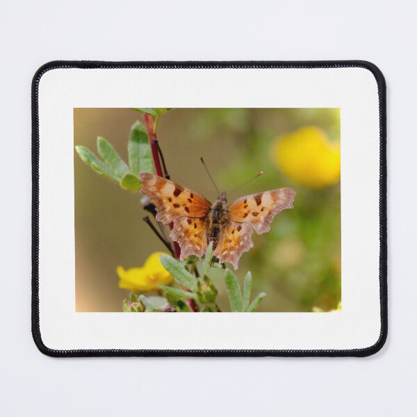 Item preview, Polygonia in the sun designed and sold by HighdesertArt.