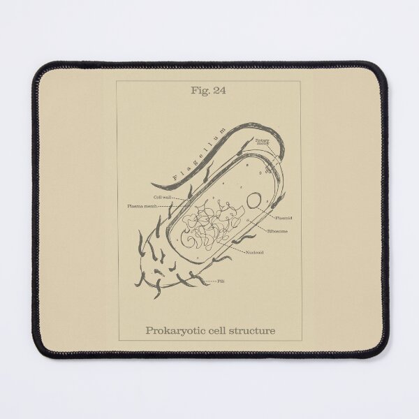 Item preview, Prokaryotic cell / Bacteria Structure - Vintage textbook figure designed and sold by MicroMarket.
