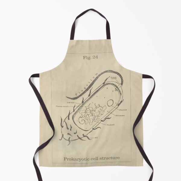 Item preview, Prokaryotic cell / Bacteria Structure - Vintage textbook figure designed and sold by MicroMarket.