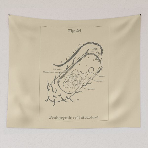 Item preview, Prokaryotic cell / Bacteria Structure - Vintage textbook figure designed and sold by MicroMarket.