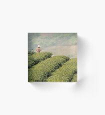 Tea Plantation, Chiang Rai, Thailand Acrylic Block