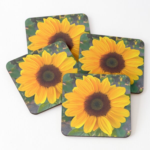 Item preview, Sunflower in Gyeongju, South Korea | Beautiful Flower Photography designed and sold by YemmyZImages.