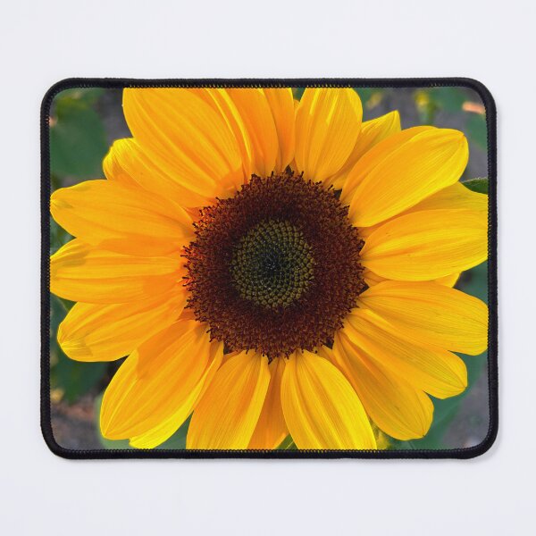 Item preview, Sunflower in Gyeongju, South Korea | Beautiful Flower Photography designed and sold by YemmyZImages.