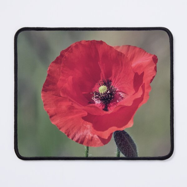 Item preview, Solitary Poppy designed and sold by Tom McPherson Photography.