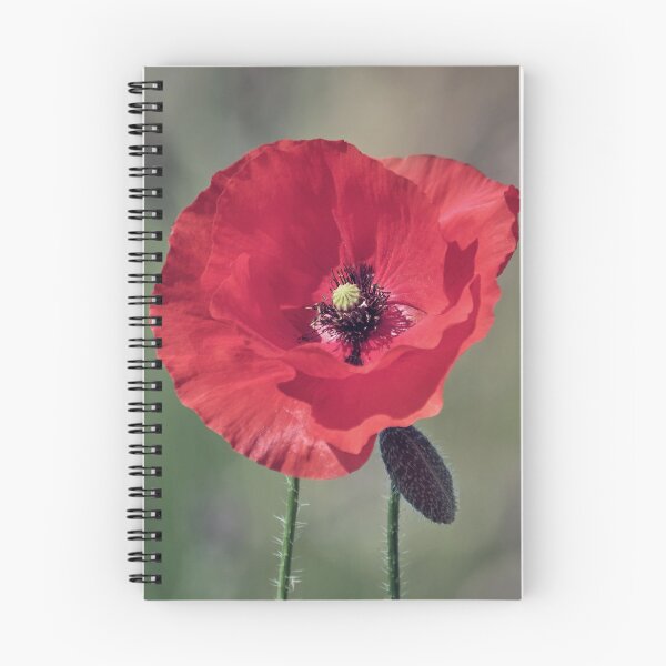 Item preview, Solitary Poppy designed and sold by Tom McPherson Photography.