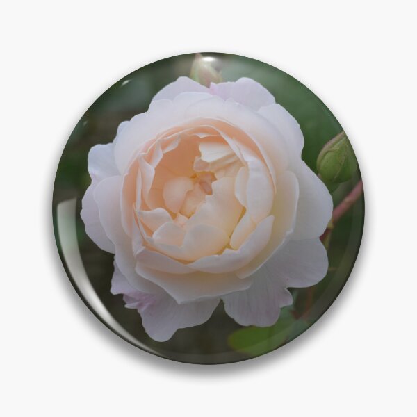 Item preview, Desdemona rose  designed and sold by CatherineMoore4.