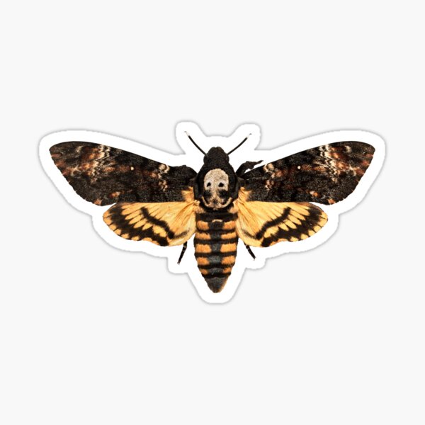 Death's Head Hawkmoth, Insects, Invertebrates, Animals