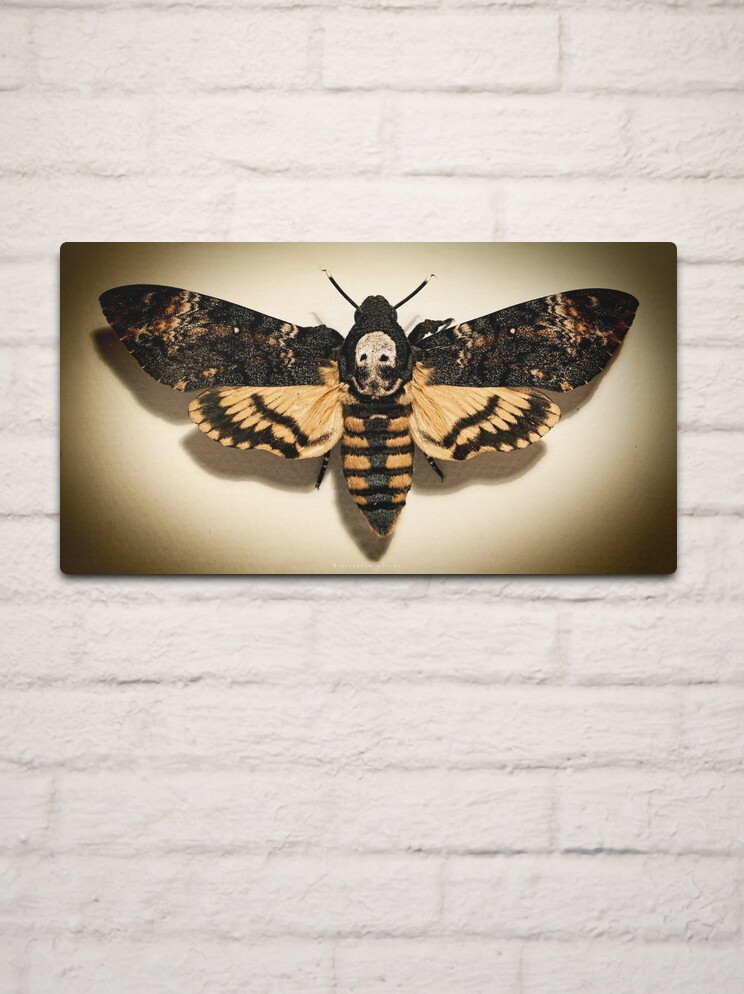 Death's-head hawk moth print by Velozee