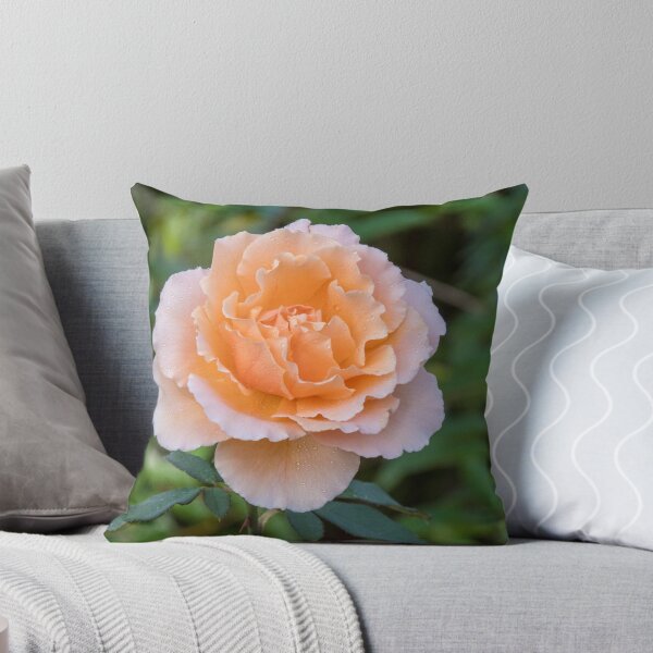 Artikelvorschau, Orange Rosa Rose Leith Park Victoria 20180122 2127 entworfen und verkauft von Fred Mitchell.