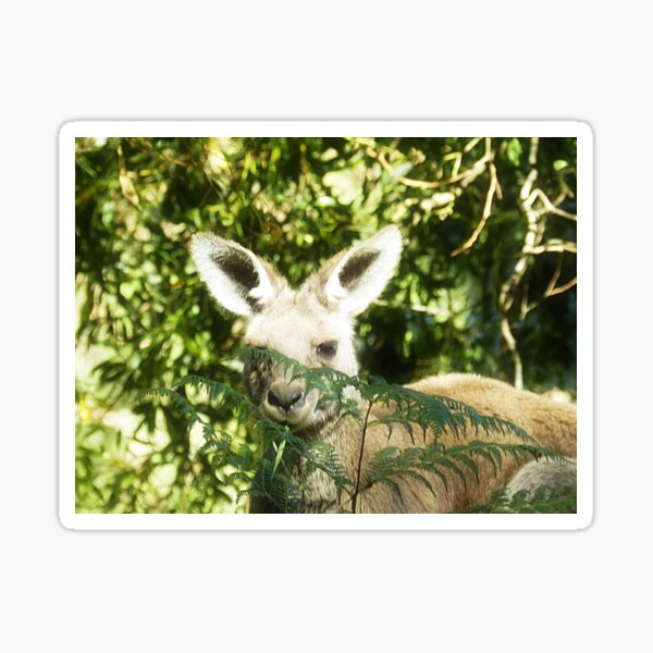 Item preview, *Who is that there !!* Hall's Gap - Vic. Australia* designed and sold by EdsMum.