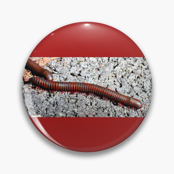 Item preview, American Giant Millipede  designed and sold by rsandstedt5386.
