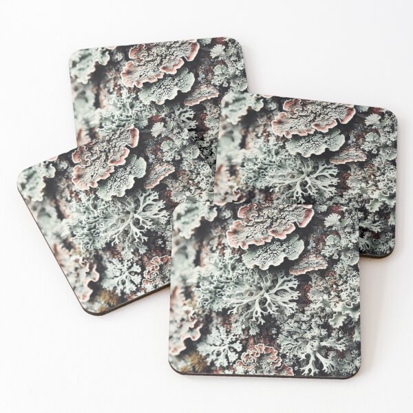 Item preview, Eternal symbiosis of mosses, lichens, nature photos designed and sold by DotLineColor.