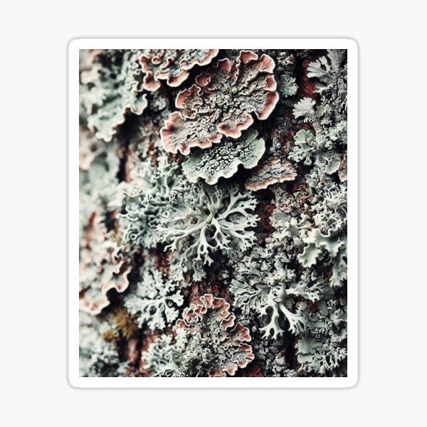 Item preview, Eternal symbiosis of mosses, lichens, nature photos designed and sold by DotLineColor.