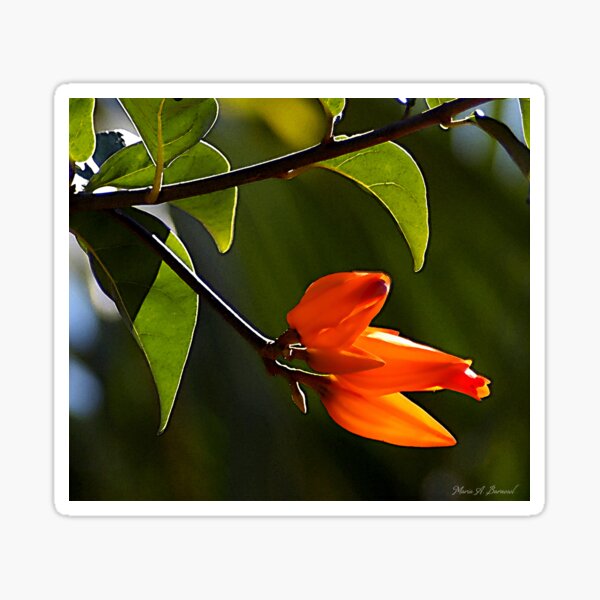 Vibrant Orange - Cool Stuff Sticker