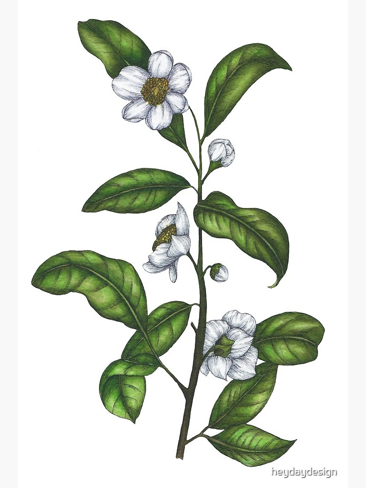 Tea Plant Print, Medicinal Plants Botanical Illustration, Vintage Style  Reproduction, MOBO 108 - Etsy New Zealand